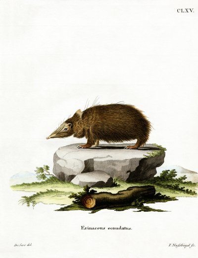 Tenrec Sin Cola de German School