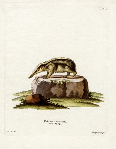 Tenrec Sin Cola de German School