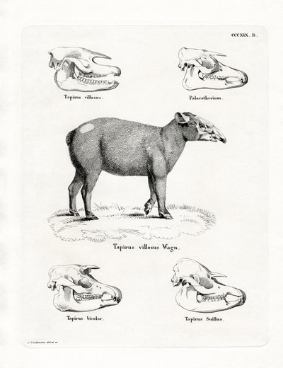 Cráneos de Tapir de German School