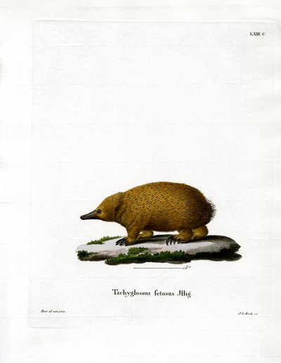 Equidna de Pico Corto de Tasmania de German School