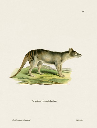 Tigre de Tasmania de German School