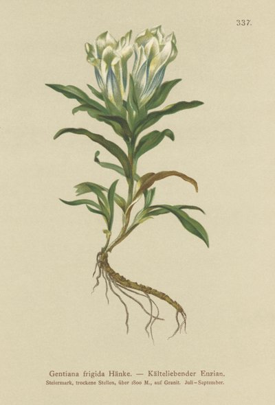 Genciana de Tauern (Gentiana frigida) de German School