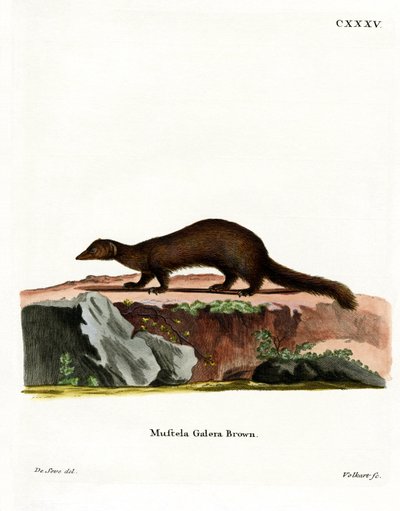 Tayra de German School