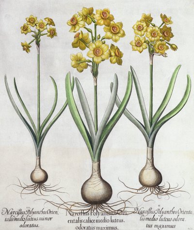 Narcisos Tazetta, del Hortus Eystettensis de Basil Besler, publicado en 1613 de German School