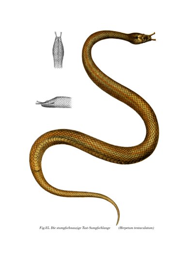 Serpiente tentáculo de German School