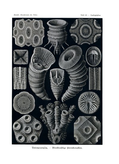 Tetracoralla, 1899-1904 de German School
