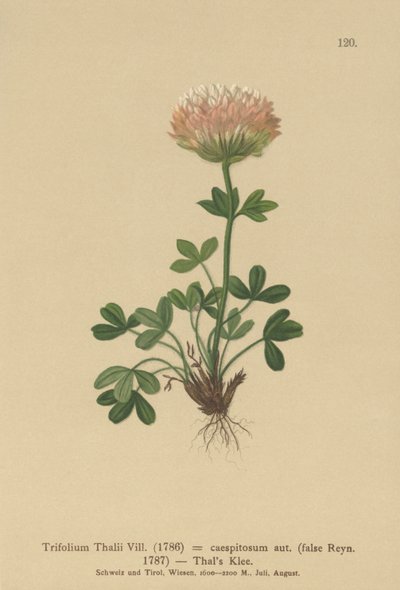 Trébol de Thal (Trifolium Thalii, Trifolium caespitosum) de German School