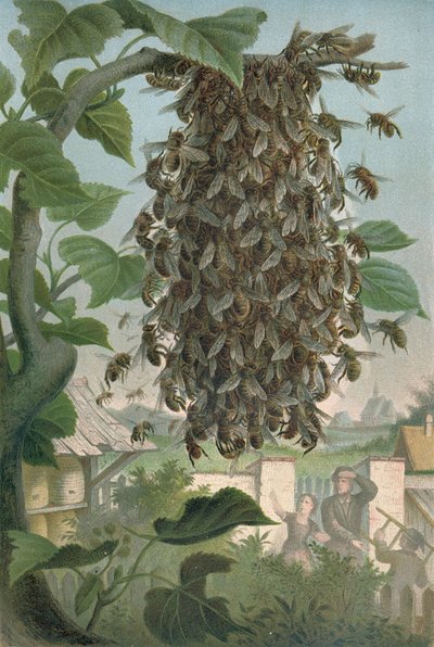 El nido de abejas, finales del siglo XIX de German School