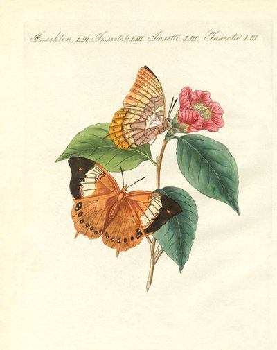 La mariposa del día de Bernard de China de German School