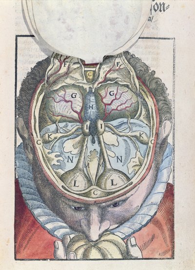 El cerebro, de Ophthalmodouleia por Georg Bartisch (1535-1636) publicado en Dresde en 1583 de German School