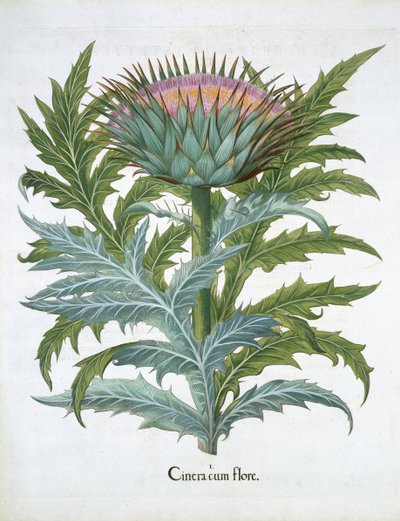 El Cardo, de Hortus Eystettensis por Basil Besler, pub. 1613 de German School