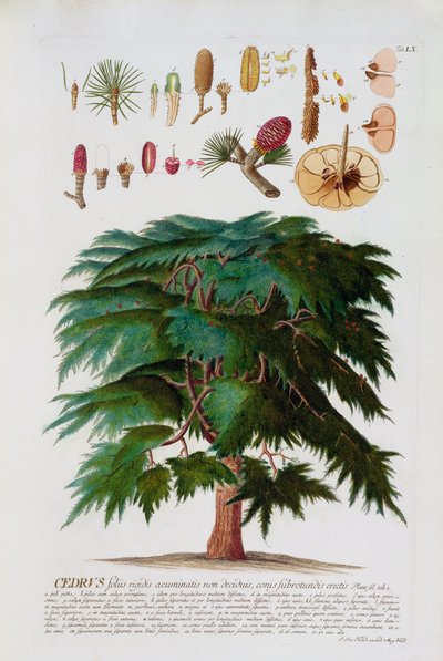 El cedro, grabado por Johann Jakob Haid, placa 60 de un libro botánico, pub. por Augustus Vind de German School