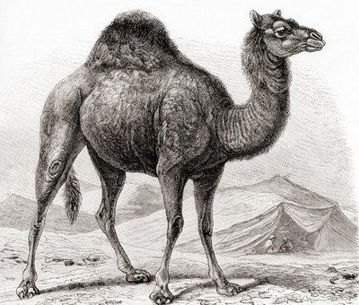 El dromedario, también conocido como camello árabe, del 