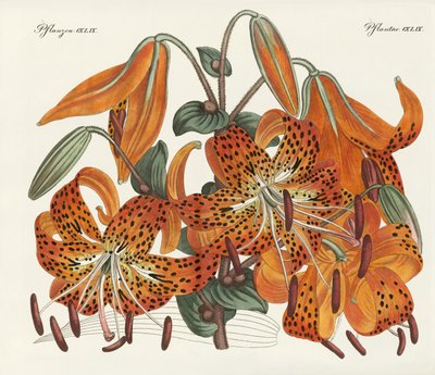 El lirio tigre japonés de German School