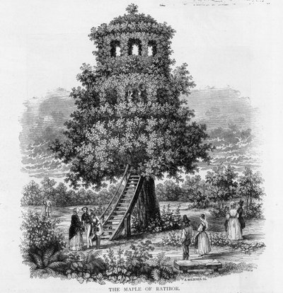 El arce de Ratibor, Silesia, 1893 de German School