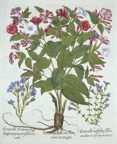 La maravilla de Perú y dos variedades de genciana, de Hortus Eystettensis, por Basil Besler (1561-1629), pub. 1613 de German School
