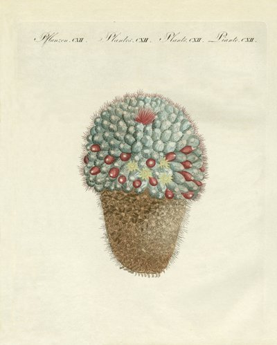 El cardón melón en forma de pecho de German School