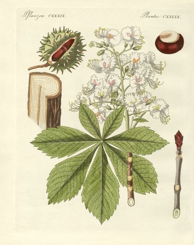 El árbol de los castaños de Indias de German School