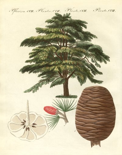 El cedro del Líbano de German School