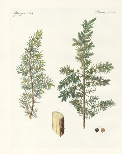 El enebro común de German School