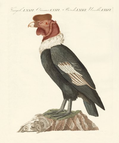 El cóndor de German School