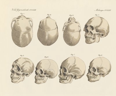 El cráneo de las cinco razas humanas (grabado coloreado) de German School