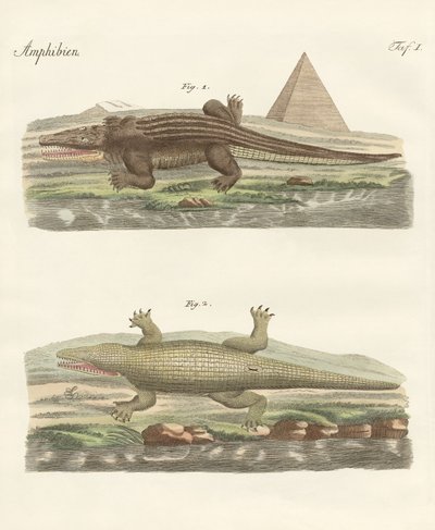 El cocodrilo de German School