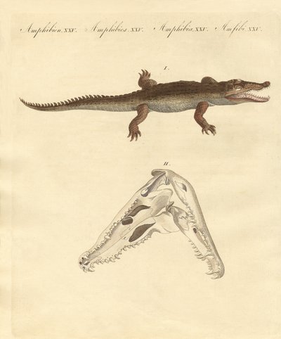 El cocodrilo de Santo Domingo de German School