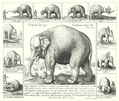 El elefante dócil de German School