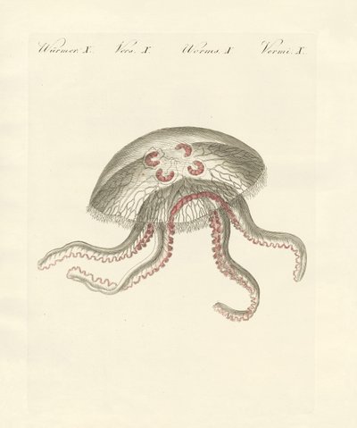 La medusa orejuda de German School