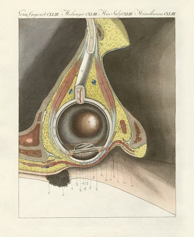 El órgano facial ilustrado a través del ojo humano de German School