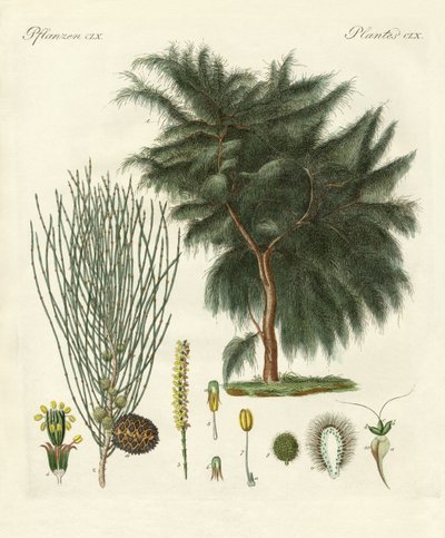 La casuarina de cuatro lóbulos de German School