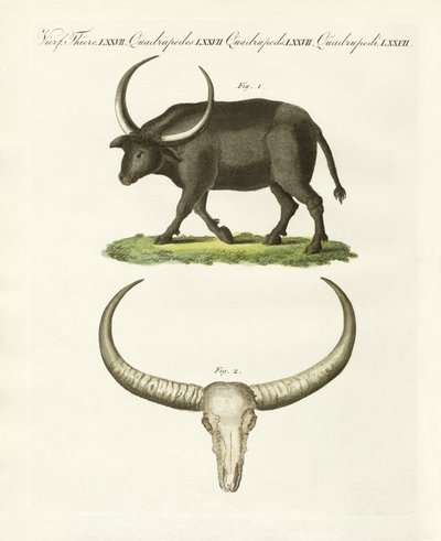 El búfalo gigante de German School