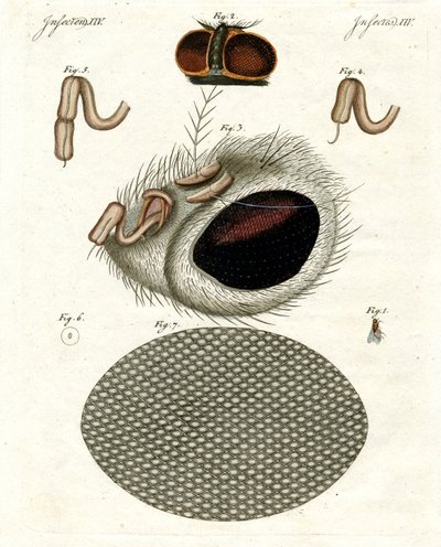La cabeza de una mosca de German School