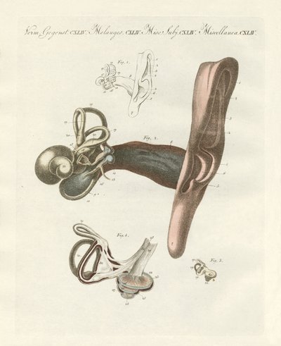 El órgano auditivo ilustrado a través del oído humano de German School