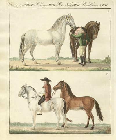 El caballo con sus diferentes tipos de German School