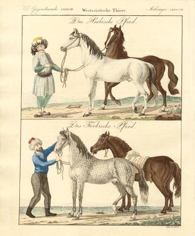 El caballo con sus diferentes tipos de German School