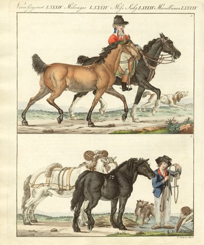 El caballo con sus diferentes tipos de German School