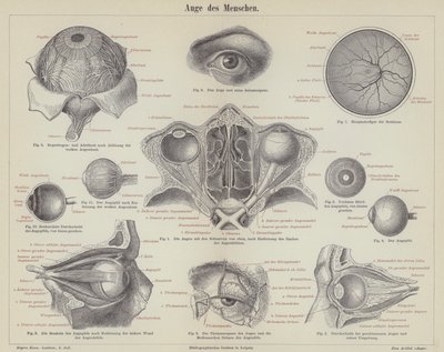 El ojo humano de German School