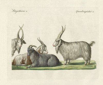 Las cabras de Cachemira introducidas en Francia de German School