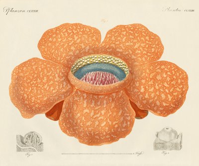 La flor más grande de todas las conocidas de German School