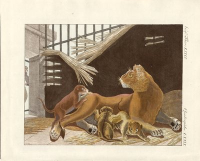 La leona y sus cachorros de German School