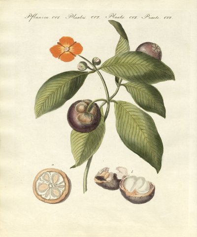 El árbol de mangostán de German School