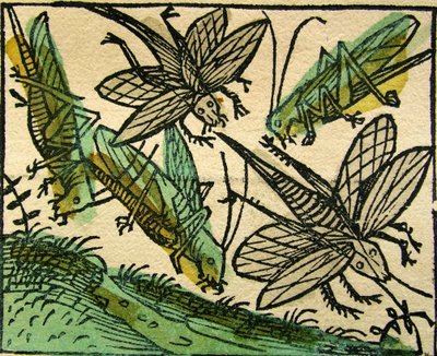 La plaga de langostas, publicado en la Crónica de Núremberg, 1493 de German School