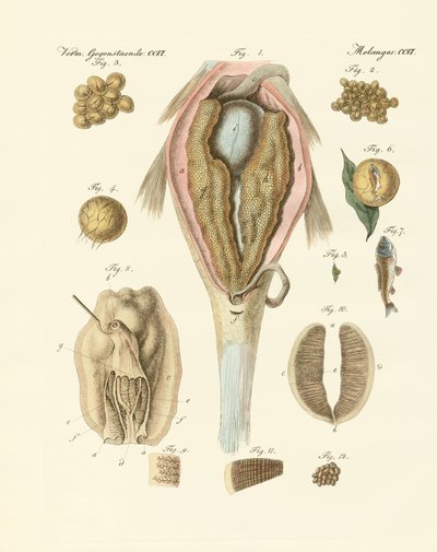 Las huevas o ovarios de las carpas y mejillones del pintor, o la evolución del pez y los mejillones del pintor de German School