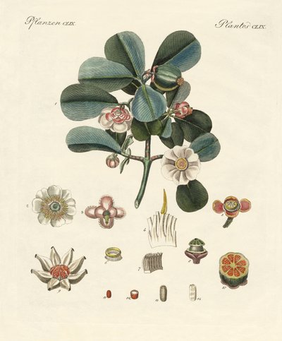La clusia de color rosa de German School