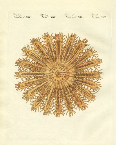 El erizo de mar en forma de estrella de German School