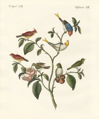 Los pájaros más pequeños de German School