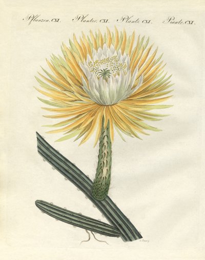 El espléndido cactus antorcha de flores grandes de German School