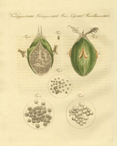 La ustilaginomycotina del trigo de German School